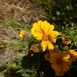 Coreopsis lanceolata at Isaacs, ACT - 26 Nov 2014