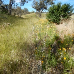 Coreopsis lanceolata at Isaacs, ACT - 26 Nov 2014