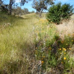 Coreopsis lanceolata at Isaacs, ACT - 26 Nov 2014