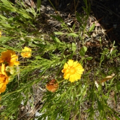 Coreopsis lanceolata at Isaacs, ACT - 26 Nov 2014