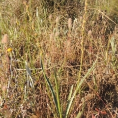 Plantago gaudichaudii (Narrow Plantain) at Bonython, ACT - 8 Nov 2014 by michaelb