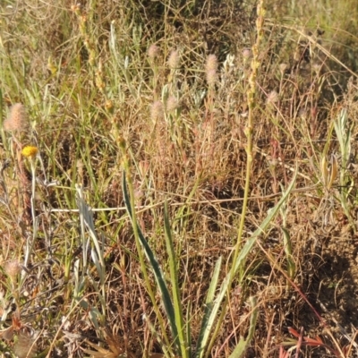 Plantago gaudichaudii (Narrow Plantain) at Bonython, ACT - 8 Nov 2014 by michaelb