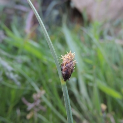 Schoenoplectus pungens (Common Three-Square) at Bonython, ACT - 8 Nov 2014 by MichaelBedingfield