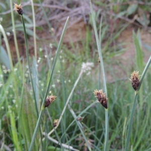 Schoenoplectus pungens at Bonython, ACT - 8 Nov 2014