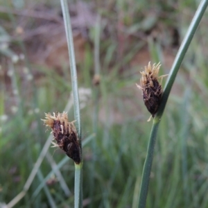 Schoenoplectus pungens at Bonython, ACT - 8 Nov 2014