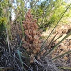 Lomandra multiflora (Many-flowered Matrush) at Pine Island to Point Hut - 8 Nov 2014 by michaelb