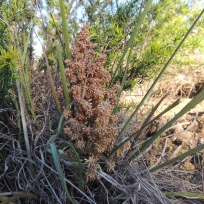 Lomandra multiflora (Many-flowered Matrush) at Pine Island to Point Hut - 8 Nov 2014 by michaelb