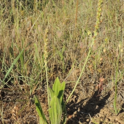 Plantago varia (Native Plaintain) at Bonython, ACT - 8 Nov 2014 by MichaelBedingfield