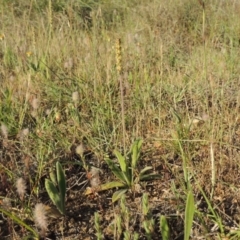 Plantago varia at Bonython, ACT - 8 Nov 2014