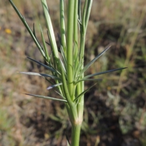 Eryngium ovinum at Bonython, ACT - 8 Nov 2014