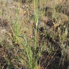 Eryngium ovinum at Bonython, ACT - 8 Nov 2014 06:44 PM