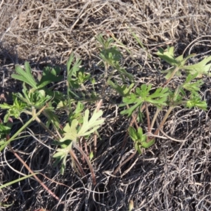 Geranium solanderi var. solanderi at Bonython, ACT - 8 Nov 2014 06:46 PM