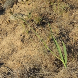 Dianella sp. aff. longifolia (Benambra) at Bonython, ACT - 8 Nov 2014