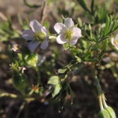 Geranium sp. Narrow lobes (G.S.Lorimer 1771) Vic. Herbarium at Bonython, ACT - 8 Nov 2014 by michaelb