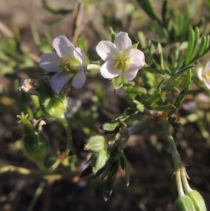 Geranium sp. Narrow lobes (G.S.Lorimer 1771) Vic. Herbarium at Bonython, ACT - 8 Nov 2014