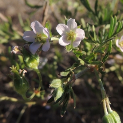 Geranium sp. Narrow lobes (G.S.Lorimer 1771) Vic. Herbarium at Bonython, ACT - 8 Nov 2014 by michaelb