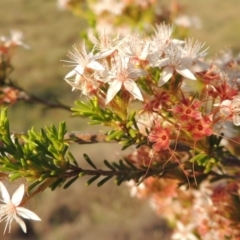 Calytrix tetragona (Common Fringe-myrtle) at Bonython, ACT - 8 Nov 2014 by michaelb