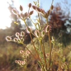 Daucus glochidiatus (Australian Carrot) at Bonython, ACT - 8 Nov 2014 by MichaelBedingfield