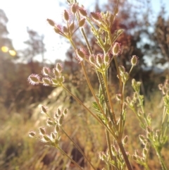 Daucus glochidiatus at Bonython, ACT - 8 Nov 2014