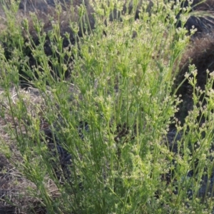 Daucus glochidiatus at Bonython, ACT - 8 Nov 2014 06:59 PM