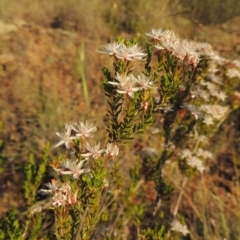 Calytrix tetragona (Common Fringe-myrtle) at Bonython, ACT - 8 Nov 2014 by MichaelBedingfield