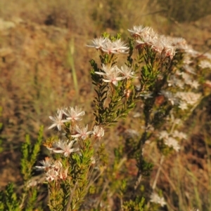 Calytrix tetragona at Bonython, ACT - 8 Nov 2014