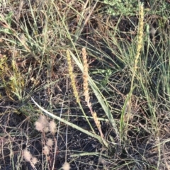 Plantago gaudichaudii (Narrow Plantain) at Bonython, ACT - 8 Nov 2014 by MichaelBedingfield