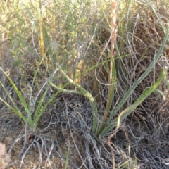 Plantago gaudichaudii at Bonython, ACT - 8 Nov 2014 07:08 PM