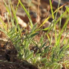 Swainsona behriana (Behr's Swainson-Pea) at Bonython, ACT - 8 Nov 2014 by MichaelBedingfield