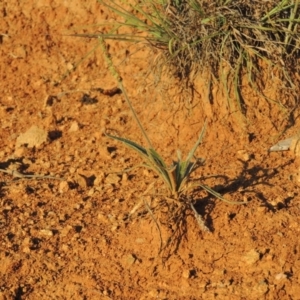 Plantago gaudichaudii at Bonython, ACT - 8 Nov 2014