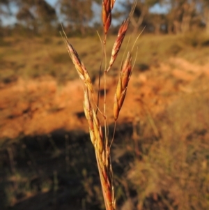 Sorghum leiocladum at Bonython, ACT - 8 Nov 2014 07:22 PM