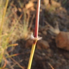 Sorghum leiocladum at Bonython, ACT - 8 Nov 2014 07:22 PM