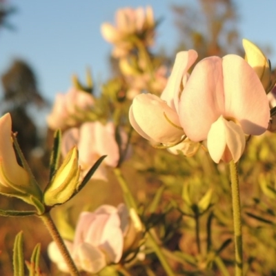 Lotus australis (Austral Trefoil) at Bonython, ACT - 8 Nov 2014 by michaelb