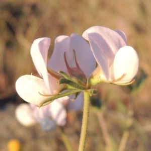 Lotus australis at Bonython, ACT - 8 Nov 2014