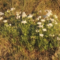 Lotus australis at Bonython, ACT - 8 Nov 2014 07:33 PM