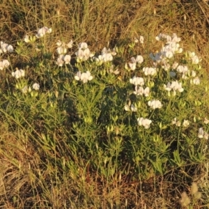 Lotus australis at Bonython, ACT - 8 Nov 2014 07:33 PM