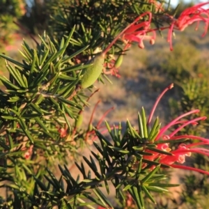 Grevillea juniperina at Bonython, ACT - 8 Nov 2014 07:36 PM