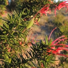 Grevillea juniperina (Grevillea) at Pine Island to Point Hut - 8 Nov 2014 by michaelb