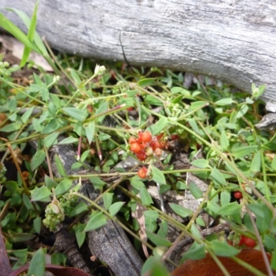 Einadia nutans subsp. nutans (Climbing Saltbush) at Gungahlin, ACT - 20 Nov 2014 by lyndsey