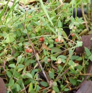 Einadia nutans subsp. nutans at Gungahlin, ACT - 20 Nov 2014