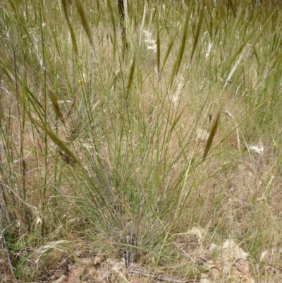 Austrostipa densiflora (Foxtail Speargrass) at Gungahlin, ACT - 20 Nov 2014 by lyndsey