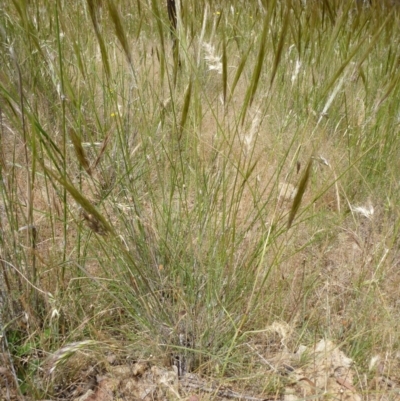 Austrostipa densiflora (Foxtail Speargrass) at Goorooyarroo NR (ACT) - 20 Nov 2014 by lyndsey