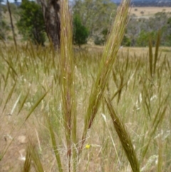 Austrostipa densiflora at Gungahlin, ACT - 20 Nov 2014