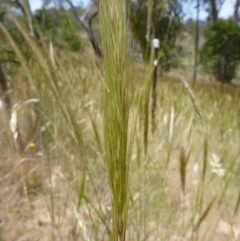 Austrostipa densiflora at Gungahlin, ACT - 20 Nov 2014