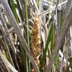 Lomandra longifolia (Spiny-headed Mat-rush, Honey Reed) at Googong, NSW - 19 Nov 2014 by lyndsey