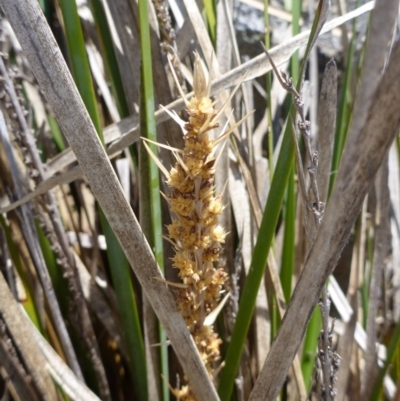 Lomandra longifolia (Spiny-headed Mat-rush, Honey Reed) at QPRC LGA - 19 Nov 2014 by lyndsey