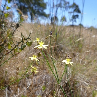 Tricoryne elatior (Yellow Rush Lily) at Goorooyarroo NR (ACT) - 18 Nov 2014 by lyndsey