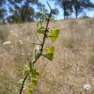 Daviesia genistifolia at Gungahlin, ACT - 18 Nov 2014 04:03 PM