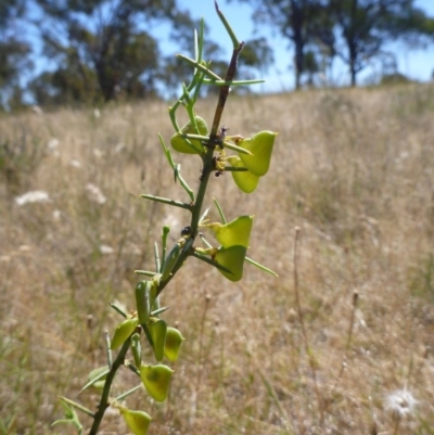 Daviesia genistifolia (Broom Bitter Pea) at Goorooyarroo NR (ACT) - 18 Nov 2014 by lyndsey