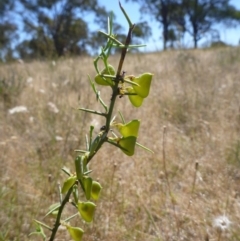 Daviesia genistifolia (Broom Bitter Pea) at Goorooyarroo NR (ACT) - 18 Nov 2014 by lyndsey